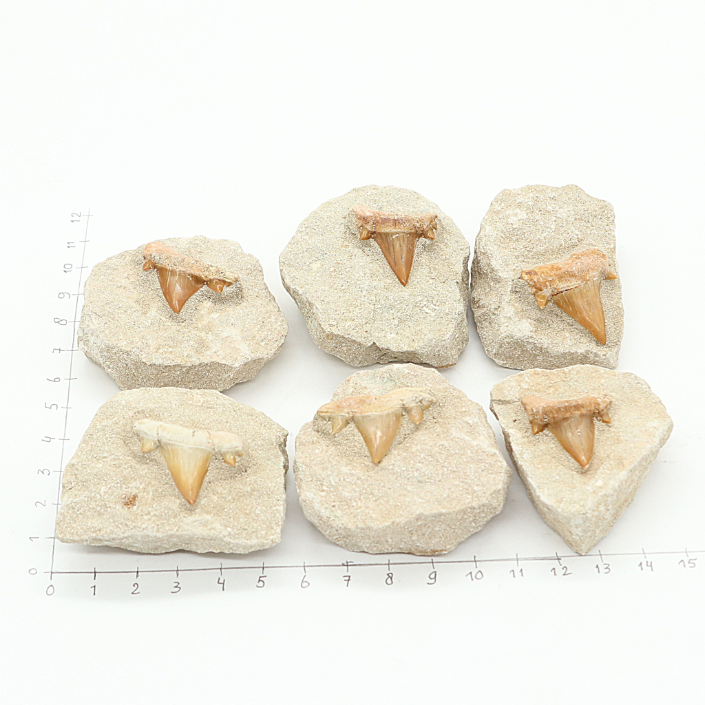 Haaientand in matrix