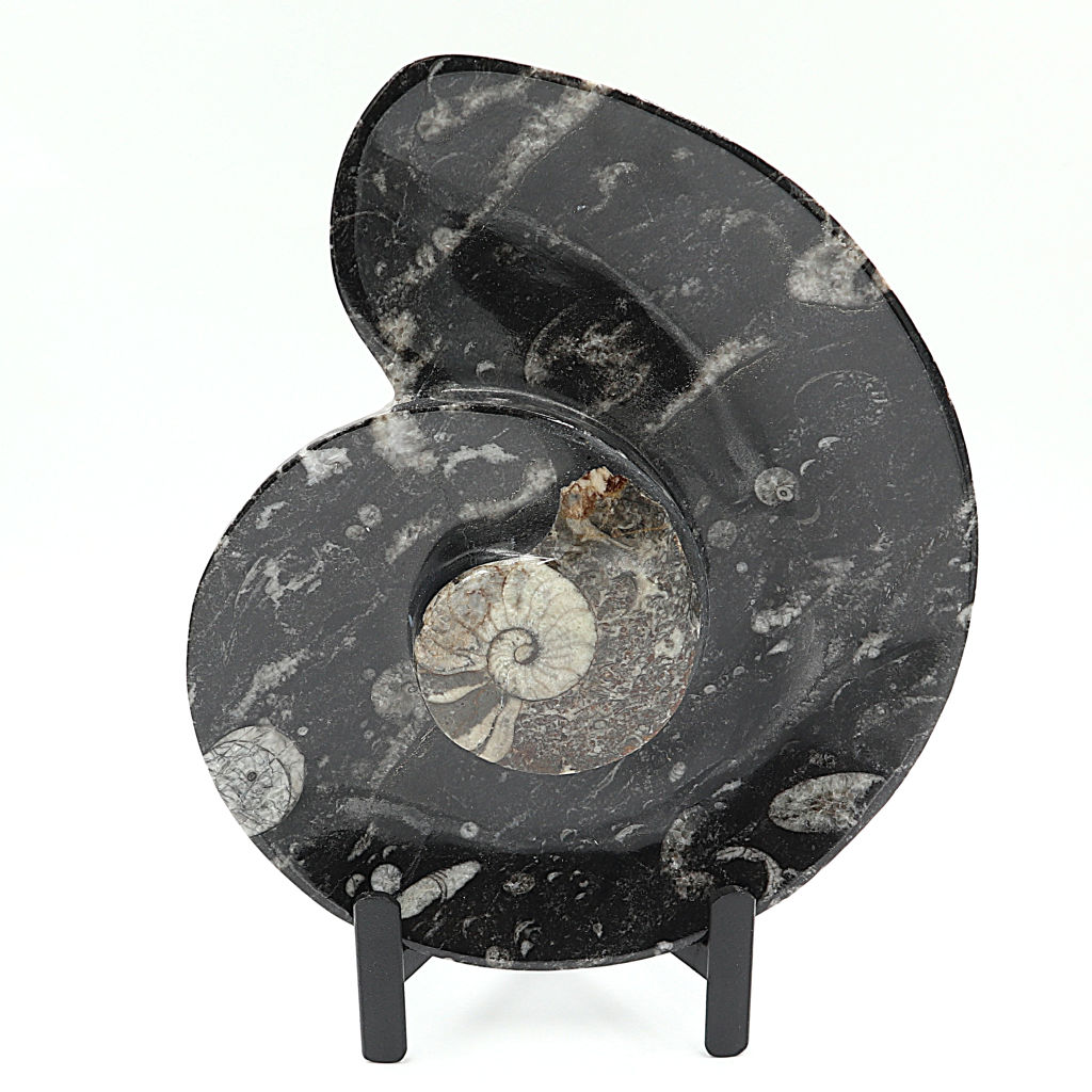 Ammoniet Spiral plate op standaard