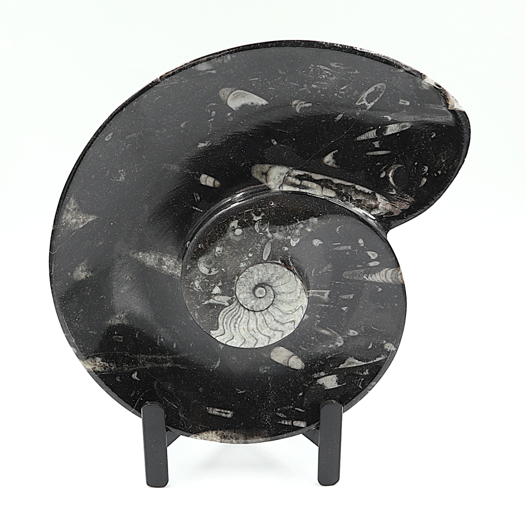 Ammoniet Spiral plate op standaard