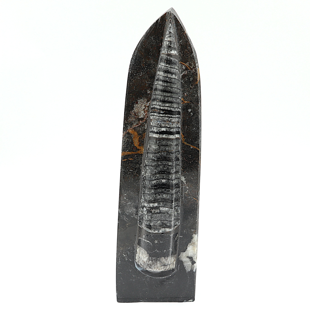 Orthoceras Zwaard