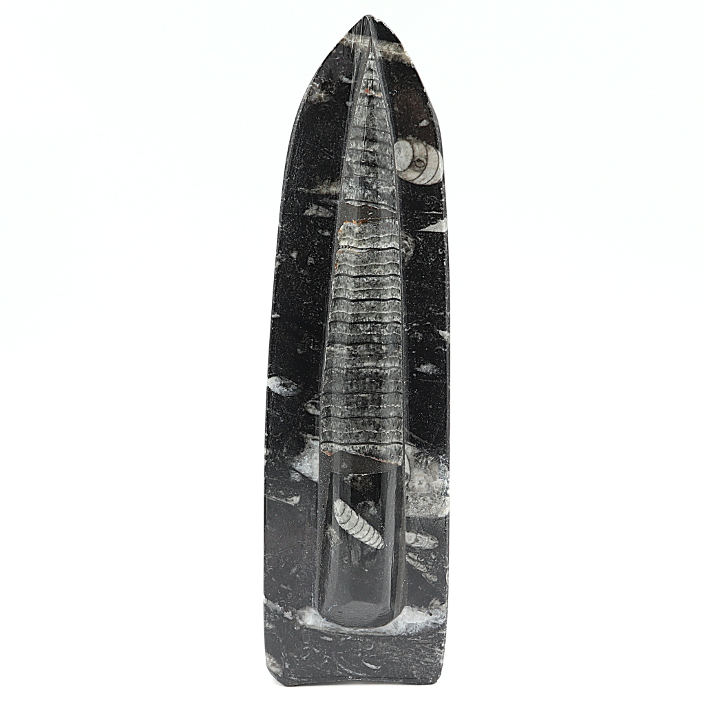 Orthoceras Zwaard