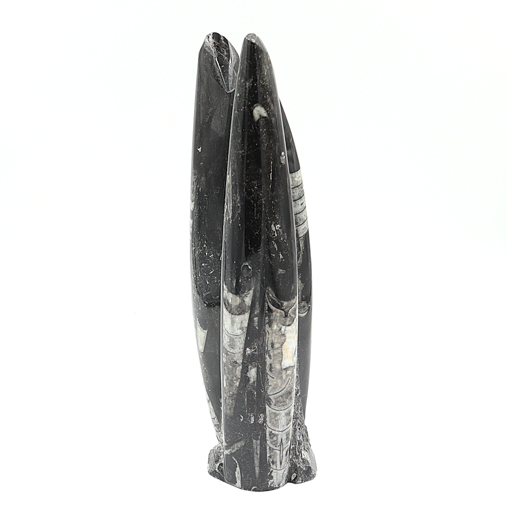 Orthoceras sculptuur