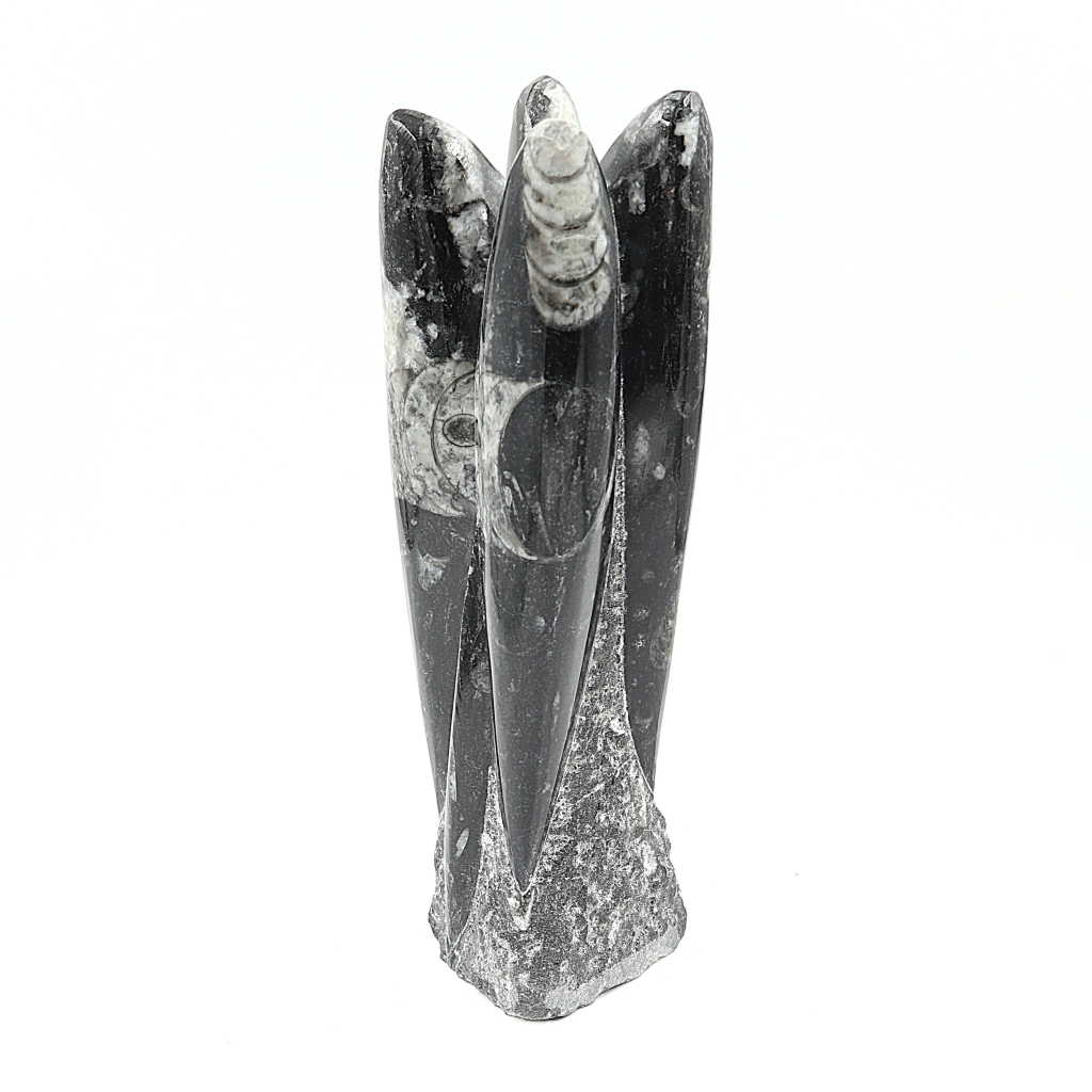 Orthoceras sculptuur