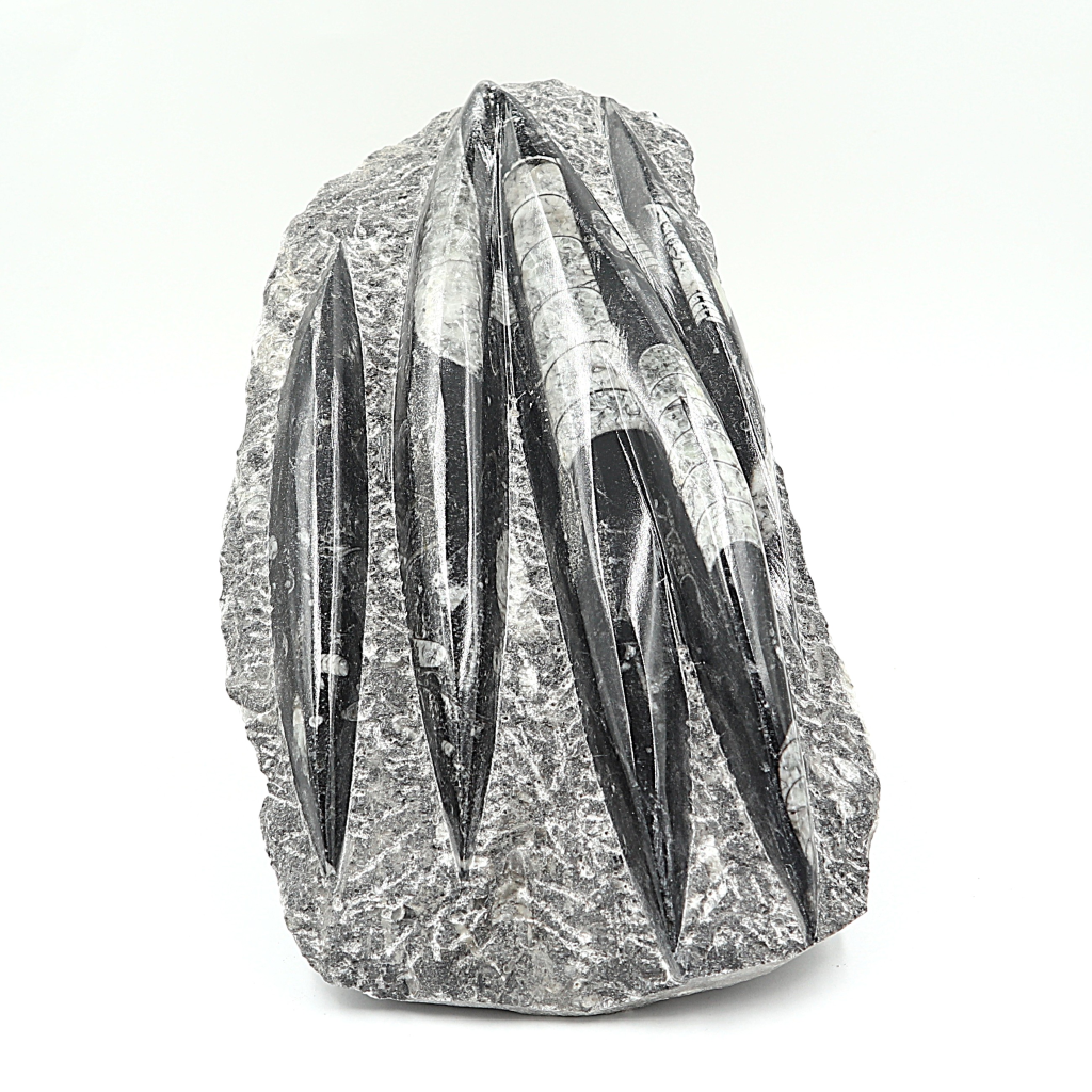 Orthoceras fossielenplaat