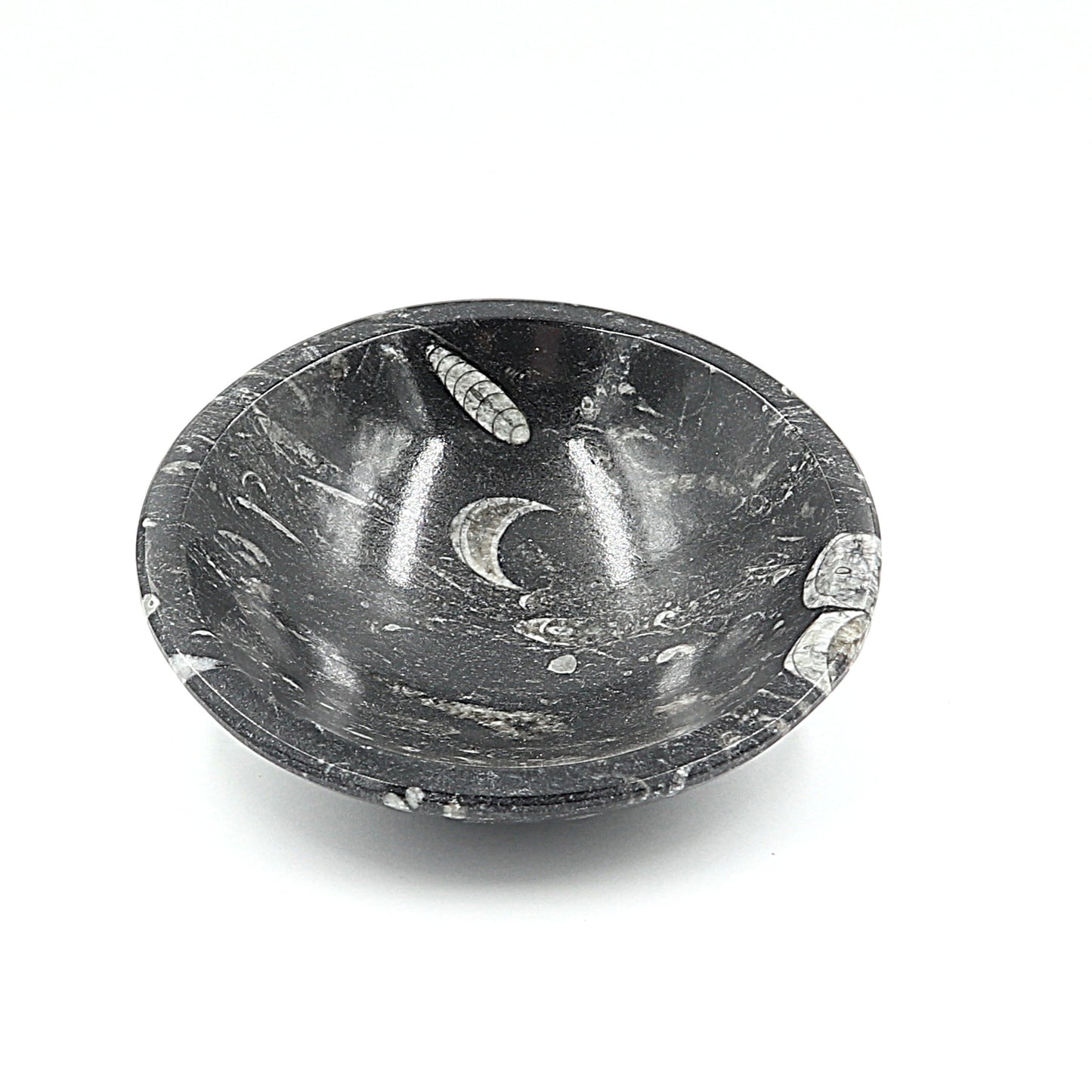 Orthoceras fossiel schaaltje Ø 12 cm