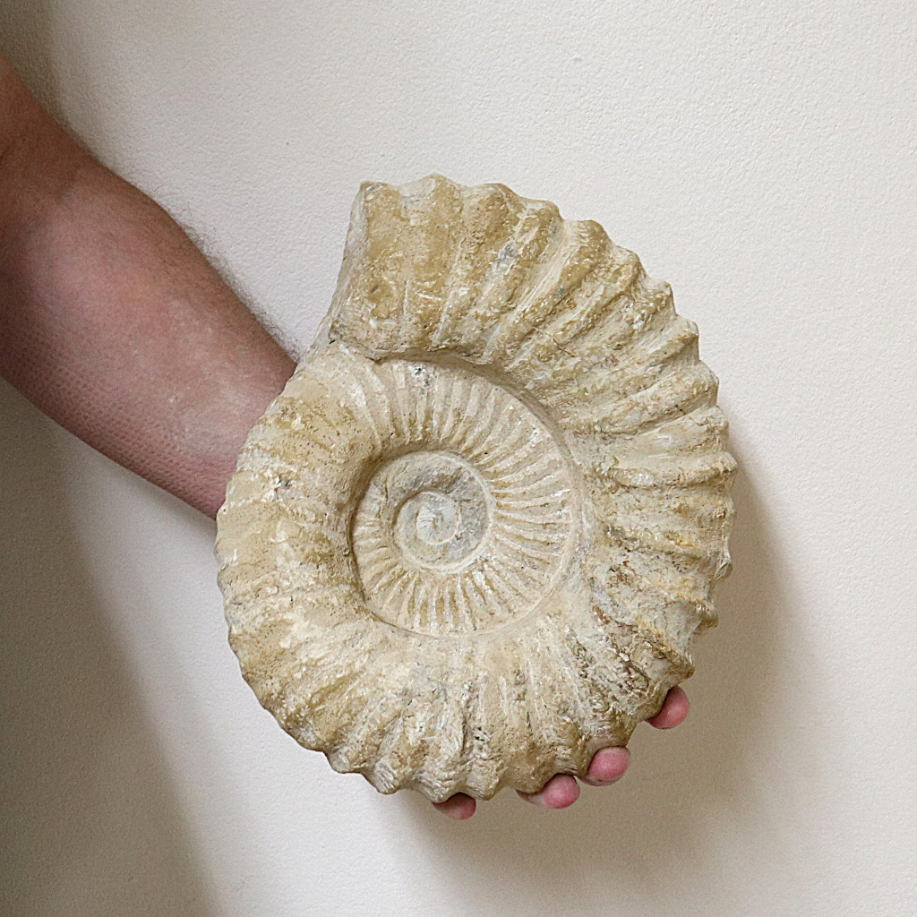 Ammoniet 20-25 cm
