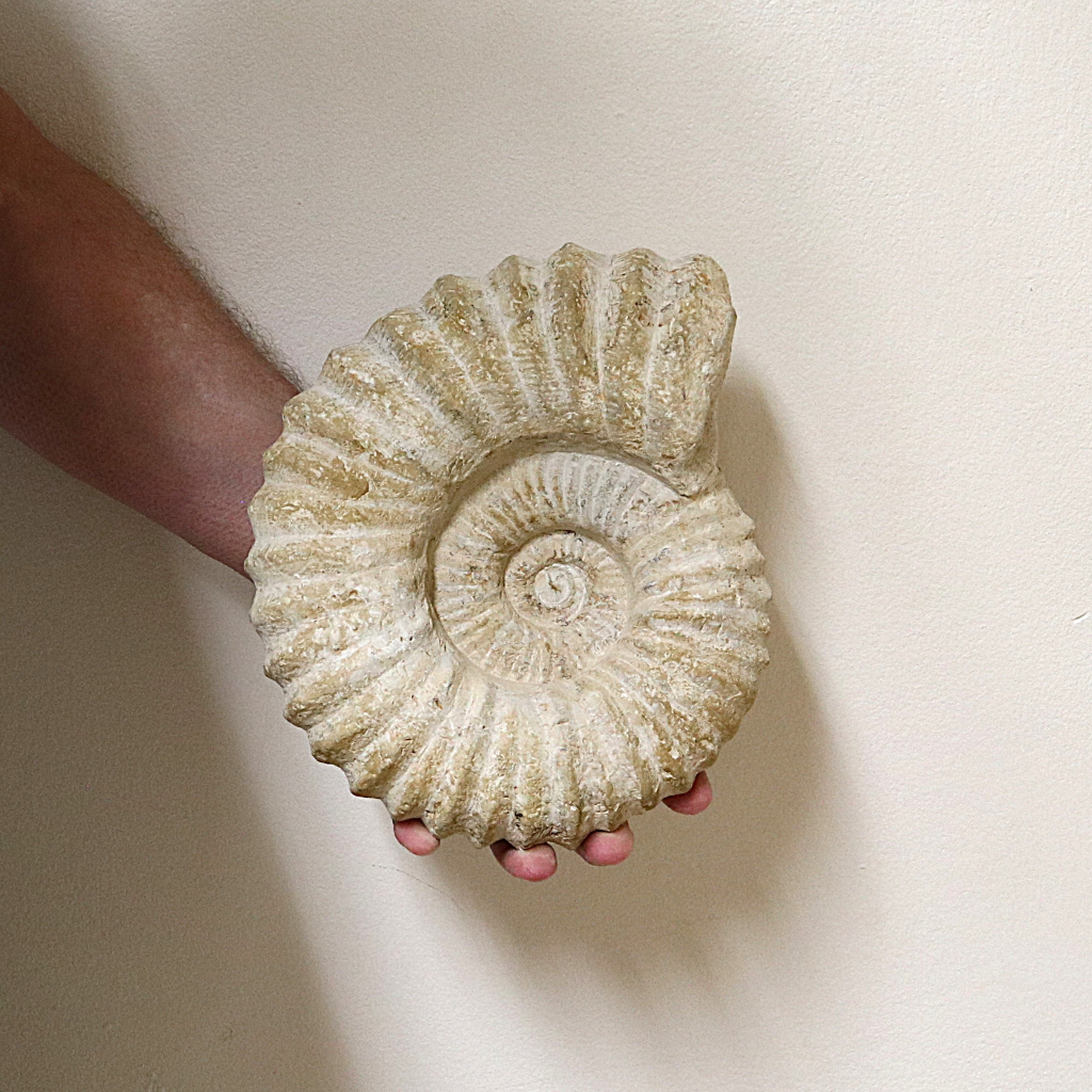 Ammoniet 20-25 cm