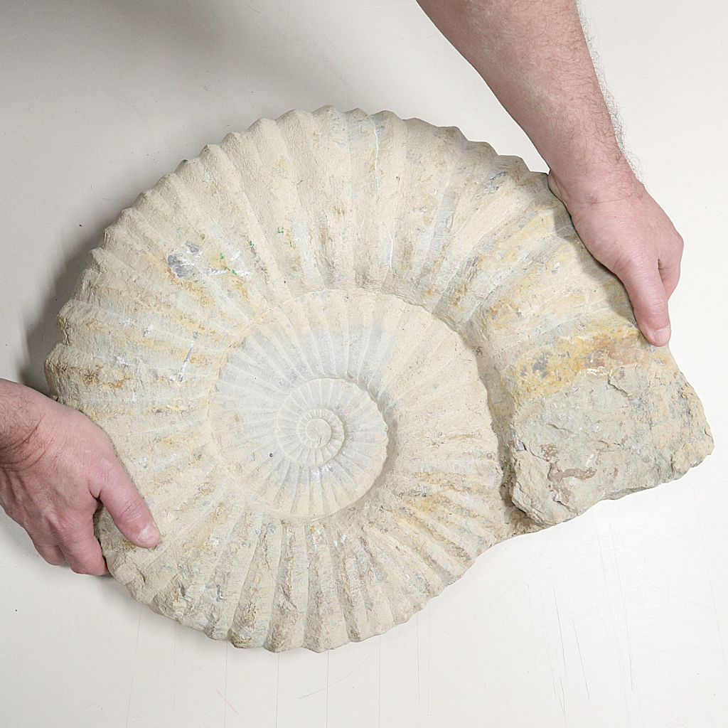 Ammoniet 50 cm