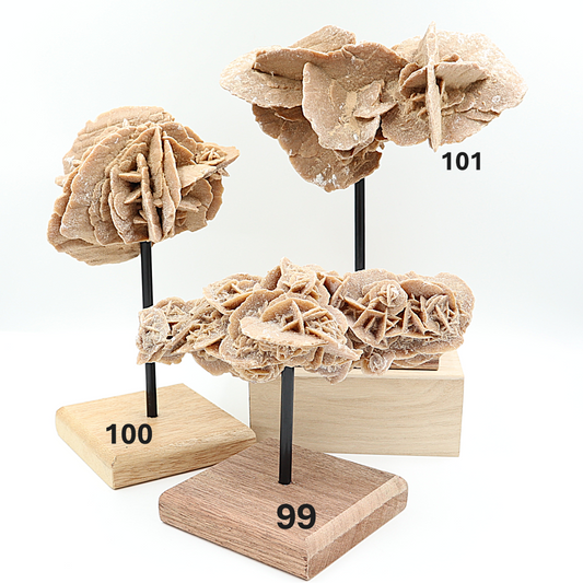 Woestijnroos op standaard