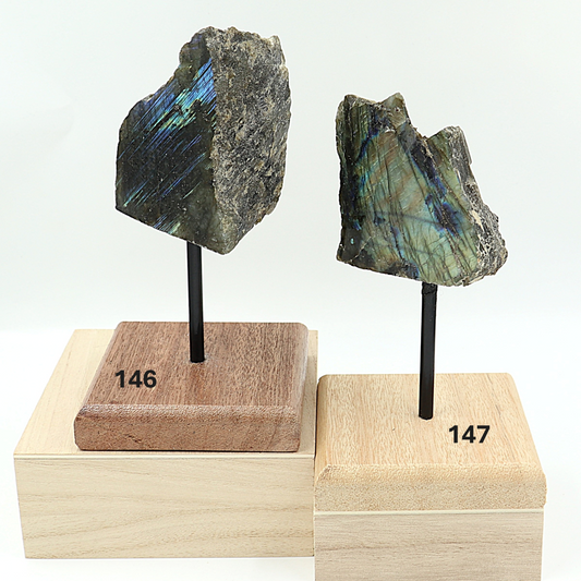 Labradoriet op standaard