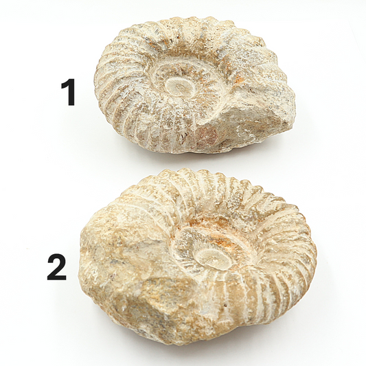 Ammoniet 10-15 cm