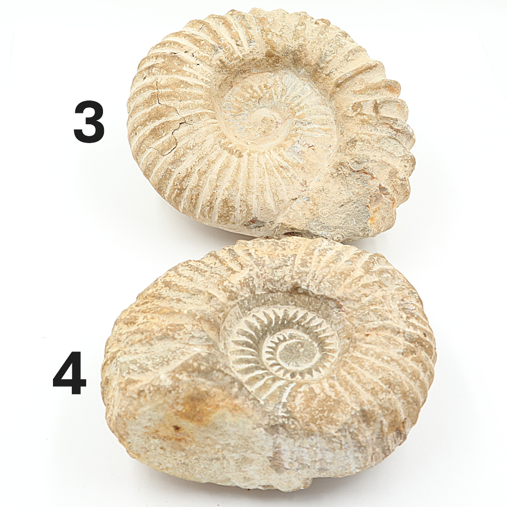 Ammoniet 10-15 cm