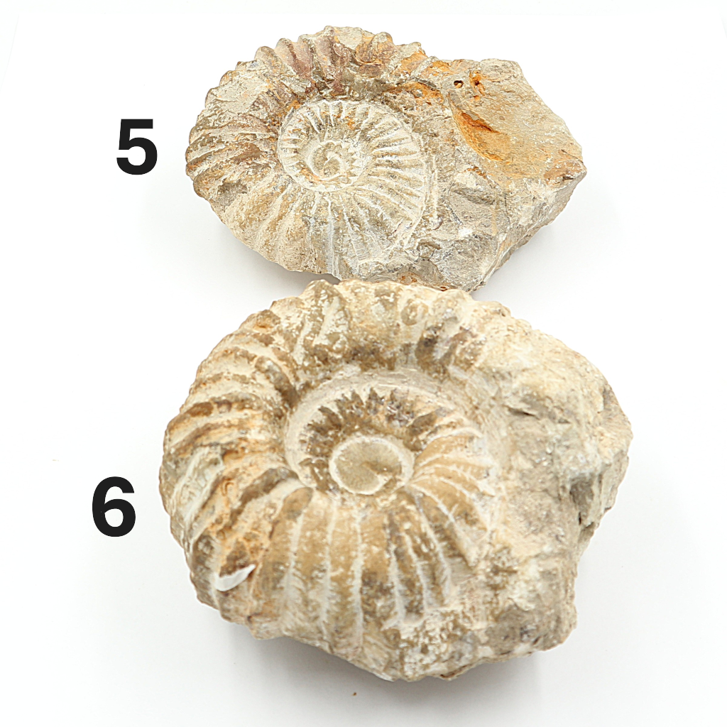Ammoniet 10-15 cm