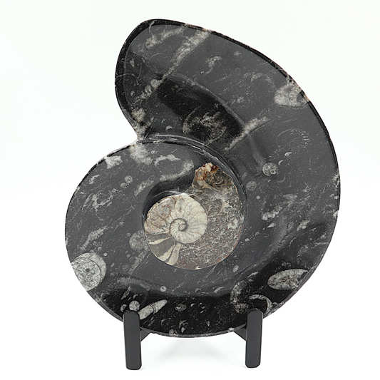 Ammoniet Spiral plate op standaard
