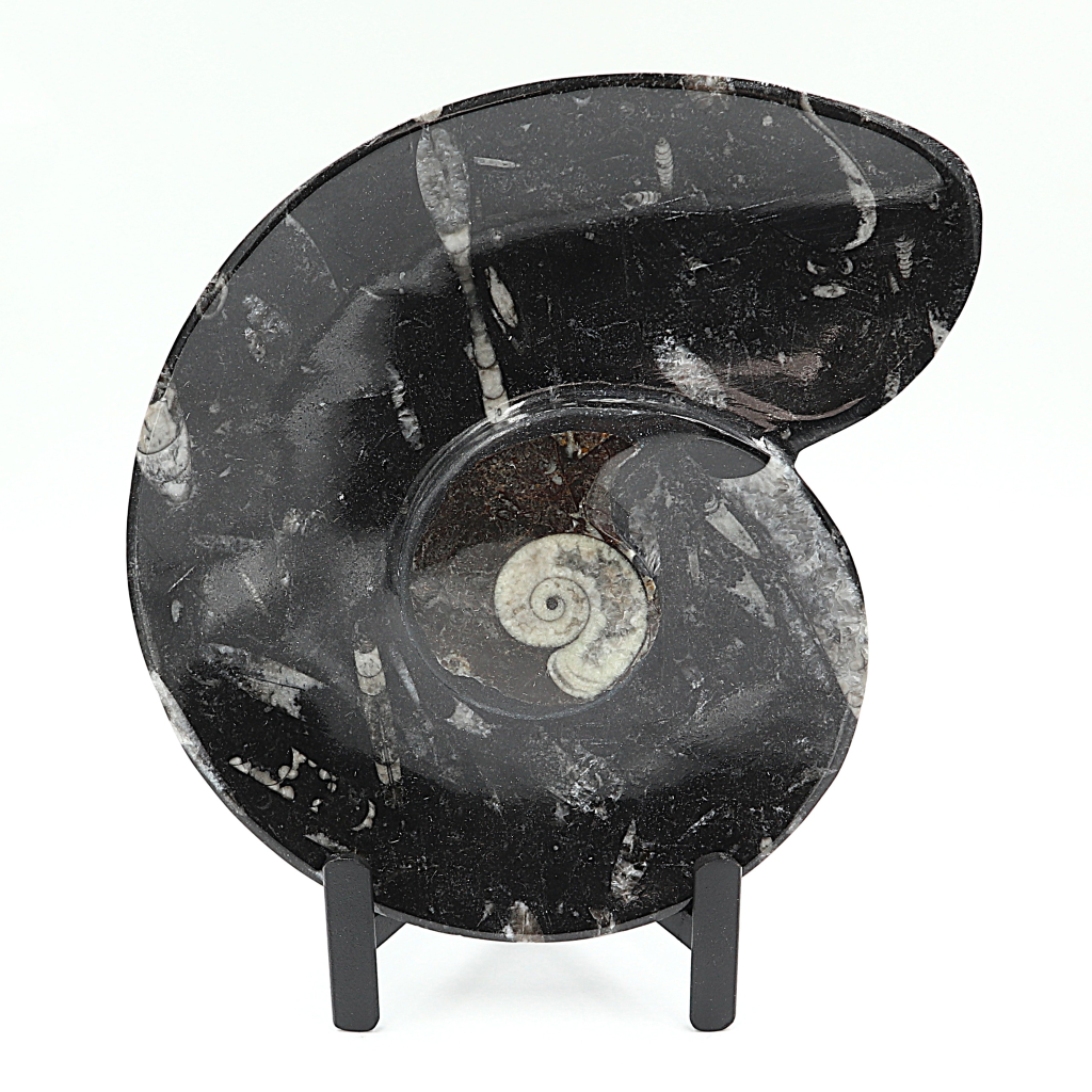 Ammoniet Spiral plate op standaard