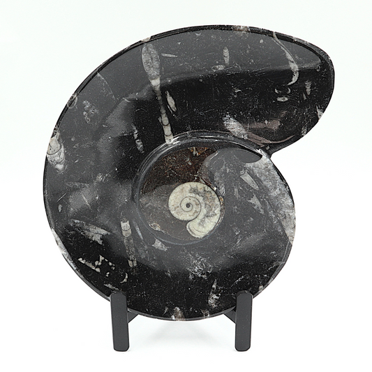 Ammoniet Spiral plate op standaard