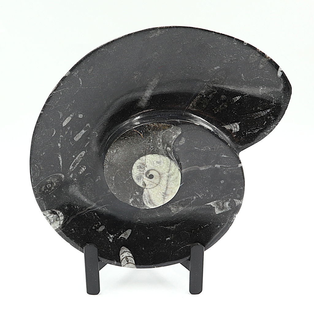 Ammoniet Spial plate op standaard