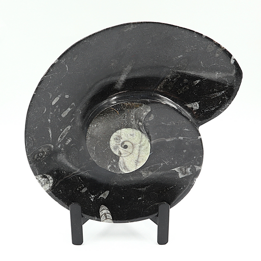Ammoniet Spial plate op standaard
