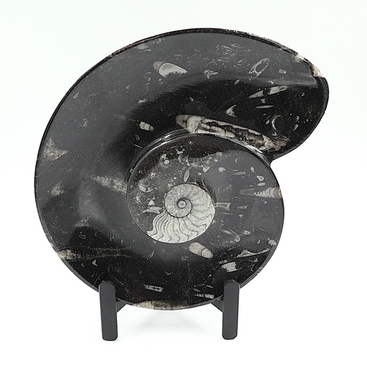 Ammoniet Spiral plate op standaard