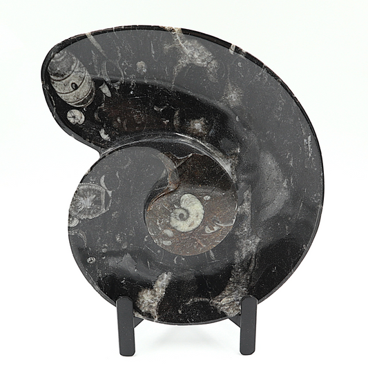 Ammoniet Spiral plate op standaard