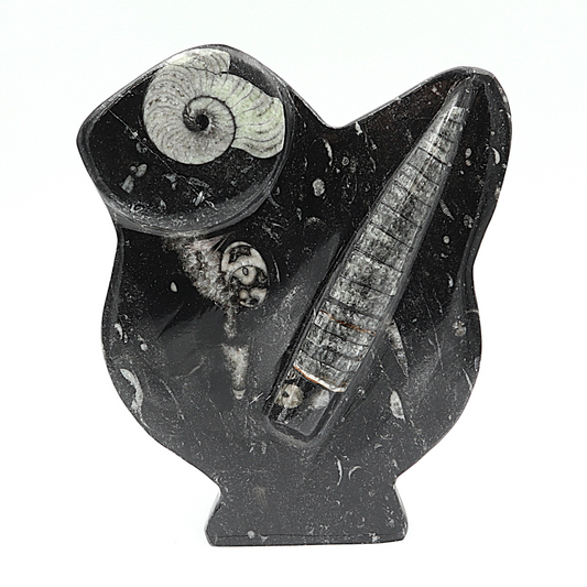 Sculptuur Orthoceras en Ammoniet