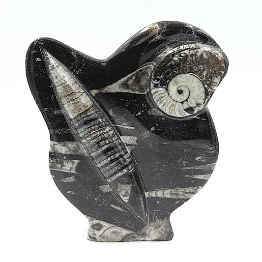 Sculptuur Orthoceras en Ammoniet
