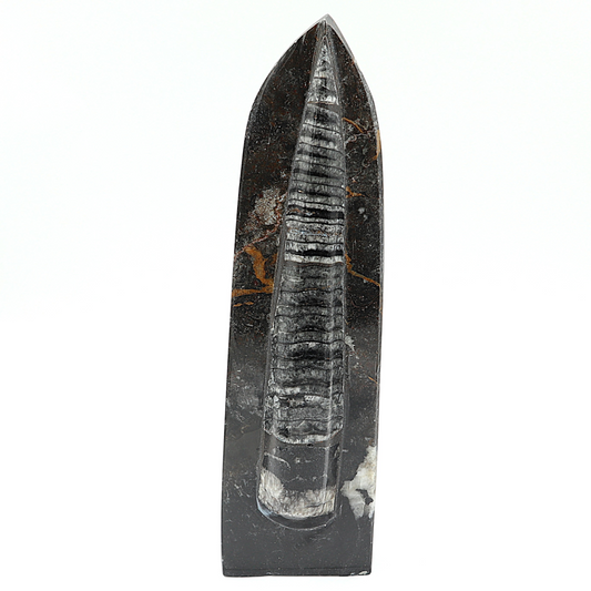 Orthoceras Zwaard