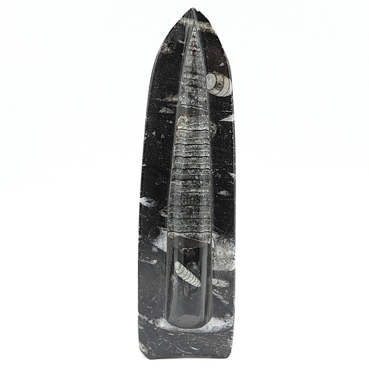 Orthoceras Zwaard
