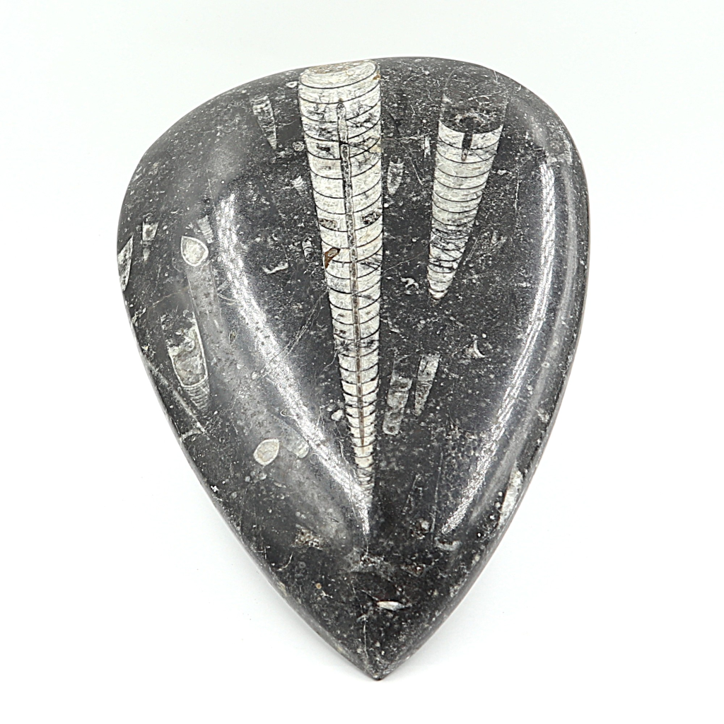Orthoceras plaque