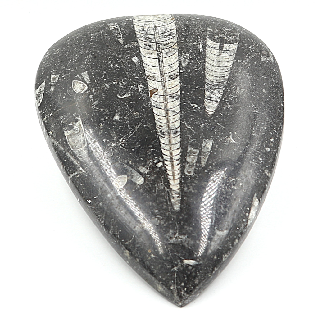 Orthoceras plaque
