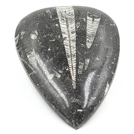 Orthoceras plaque