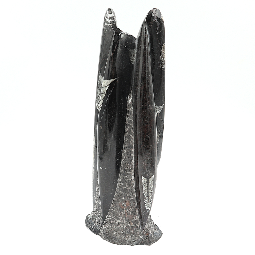 Orthoceras sculptuur