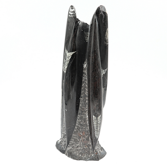 Orthoceras sculptuur