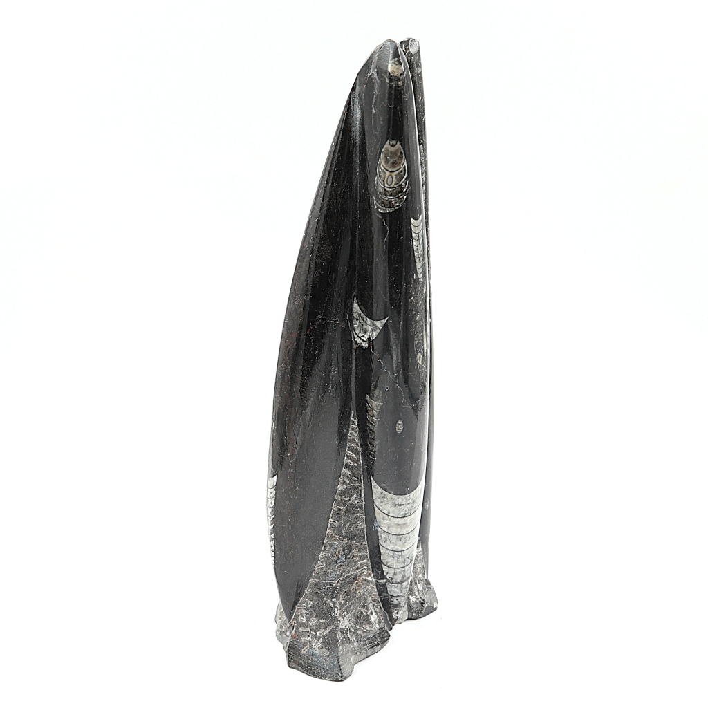 Orthoceras sculptuur
