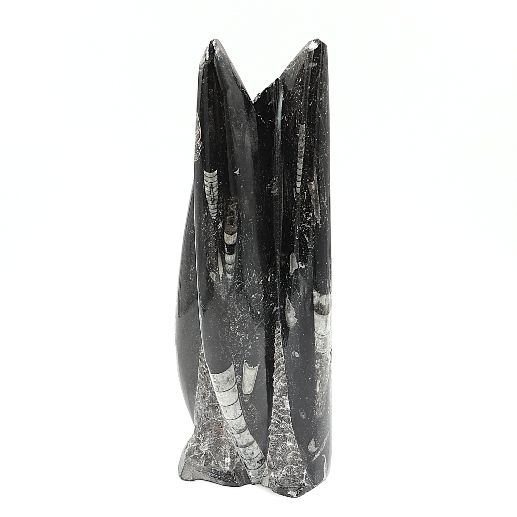 Orthoceras sculptuur