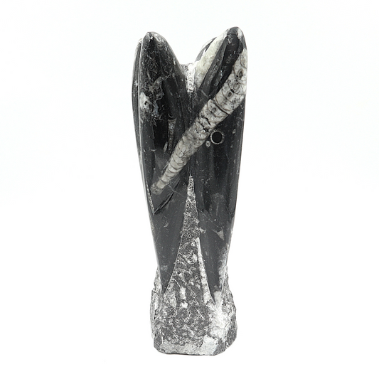Orthoceras sculptuur