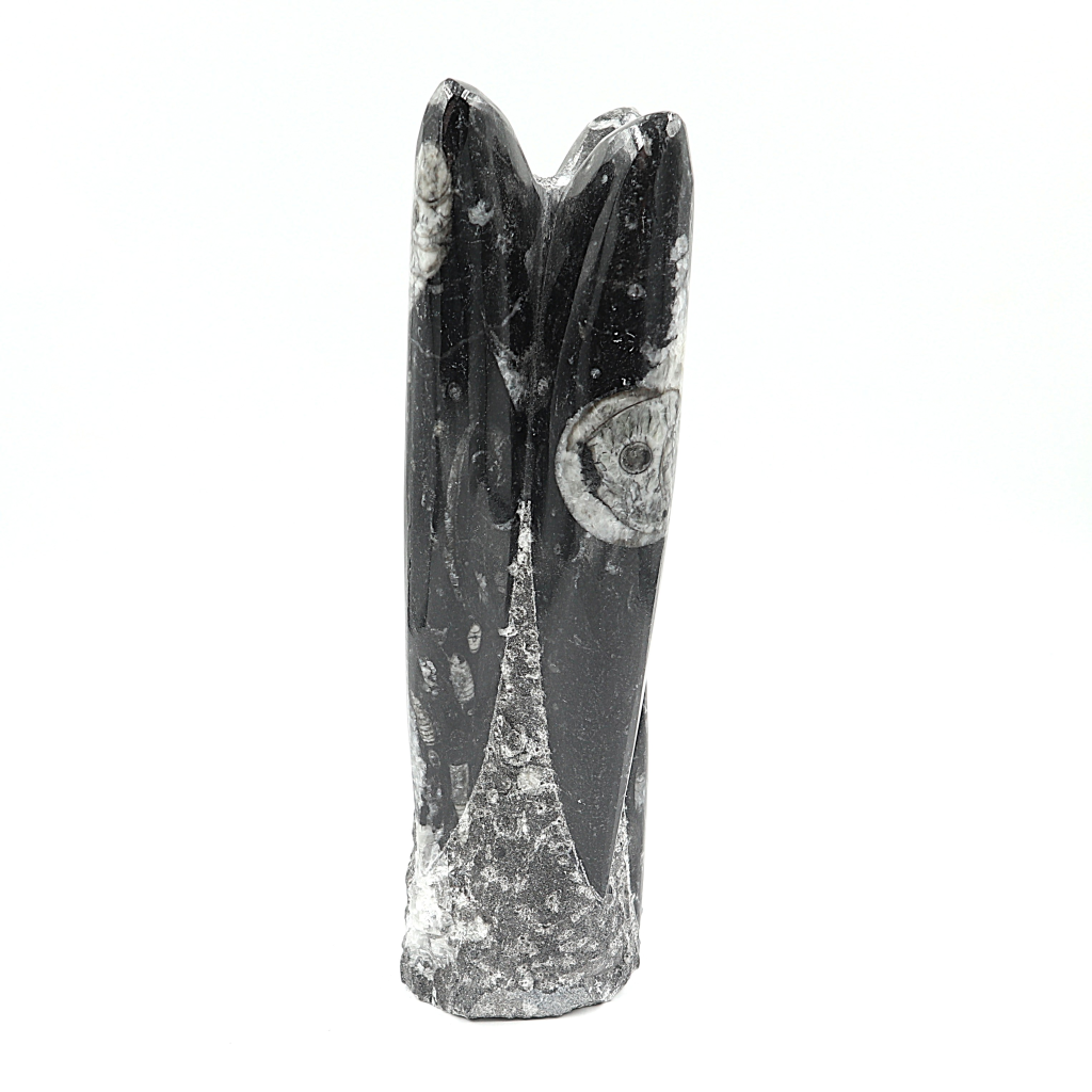Orthoceras sculptuur