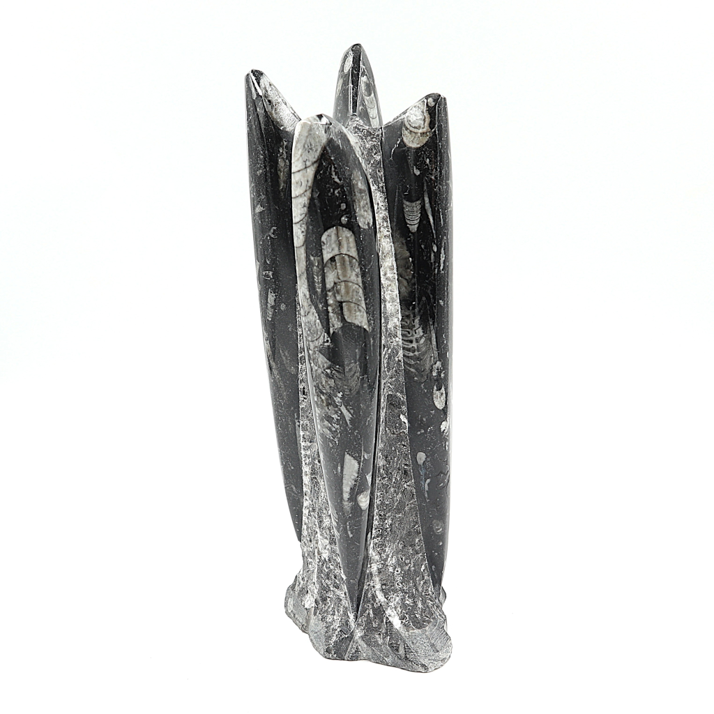Orthoceras sculptuur