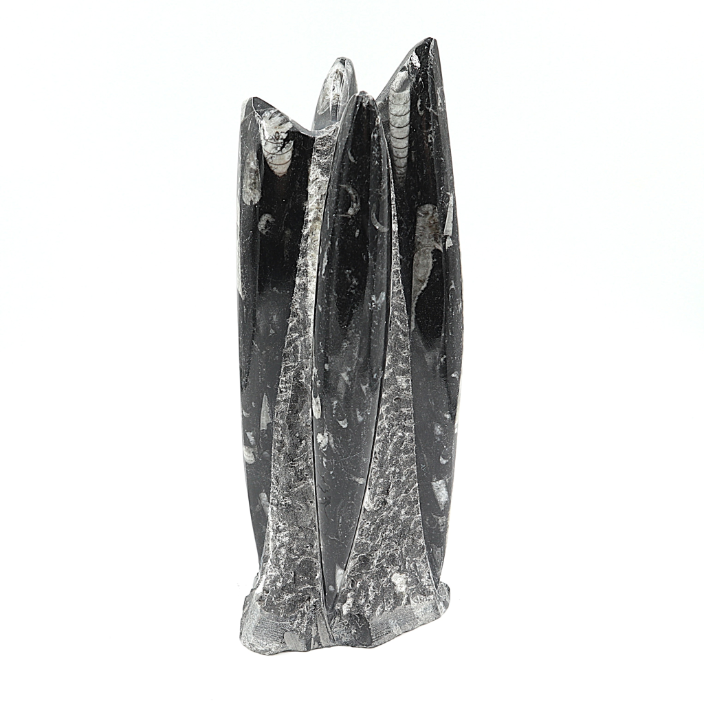 Orthoceras sculptuur
