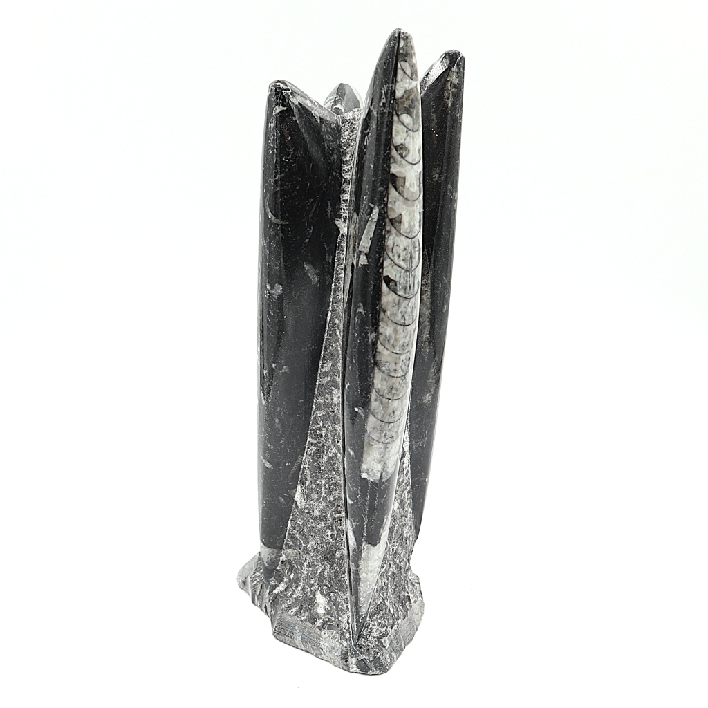 Orthoceras sculptuur