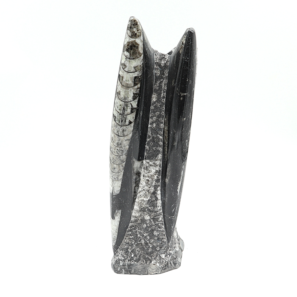 Orthoceras sculptuur