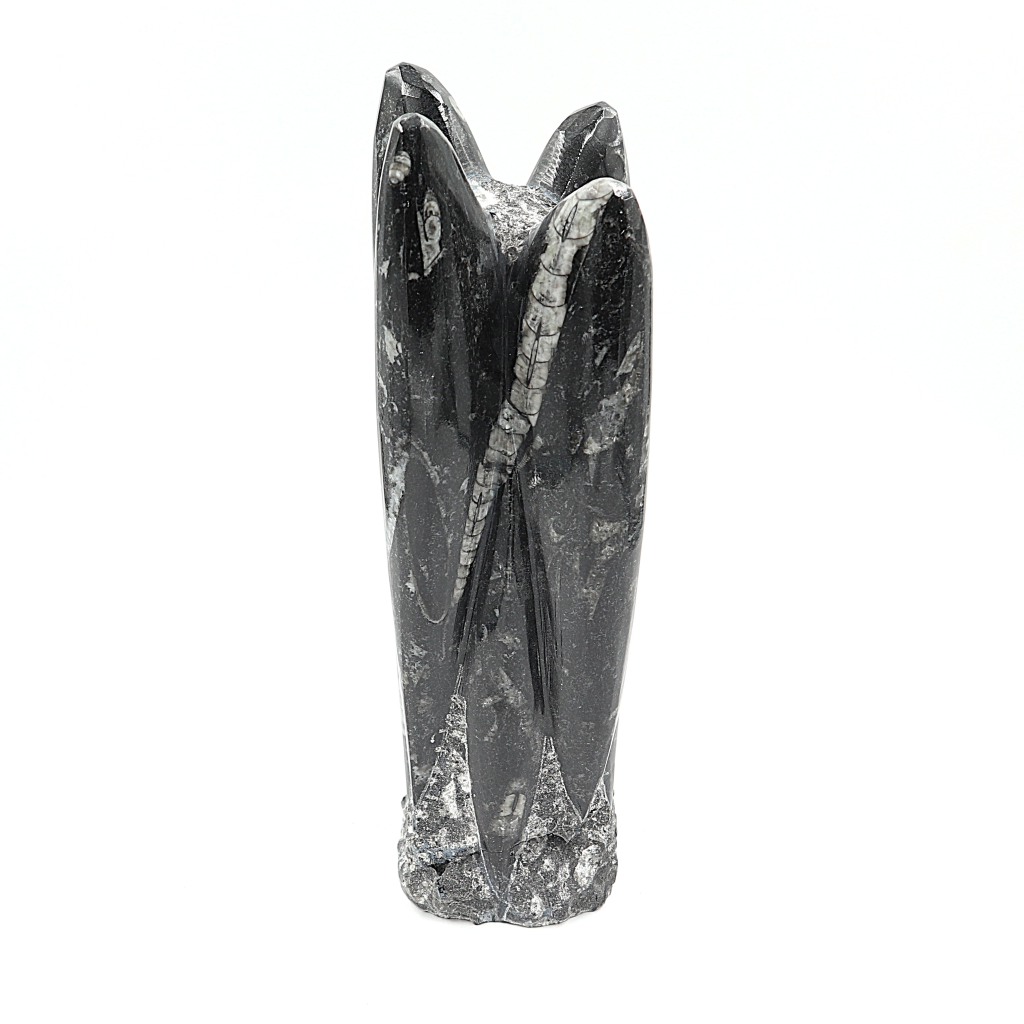 Orthoceras sculptuur