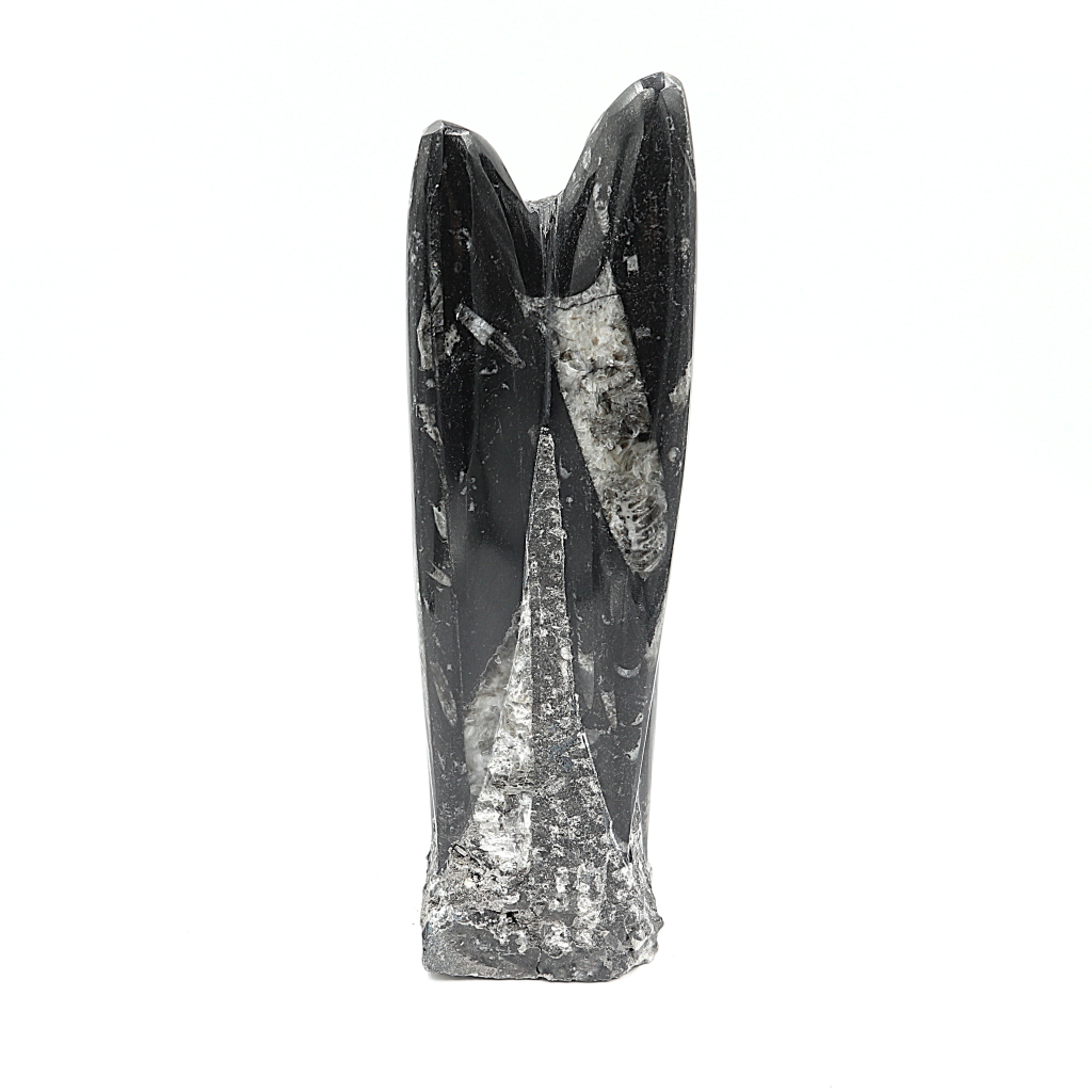 Orthoceras sculptuur