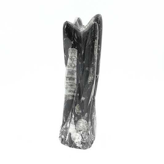 Orthoceras sculptuur