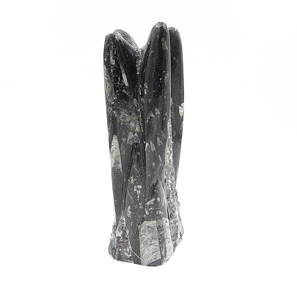 Orthoceras sculptuur