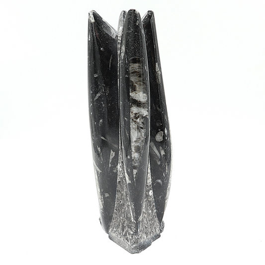 Orthoceras sculptuur