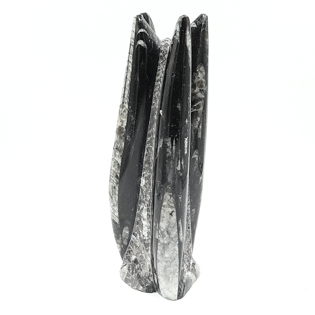 Orthoceras sculptuur