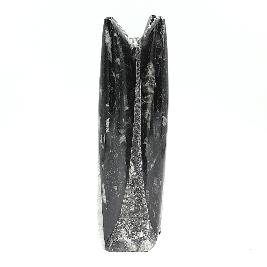 Orthoceras sculptuur