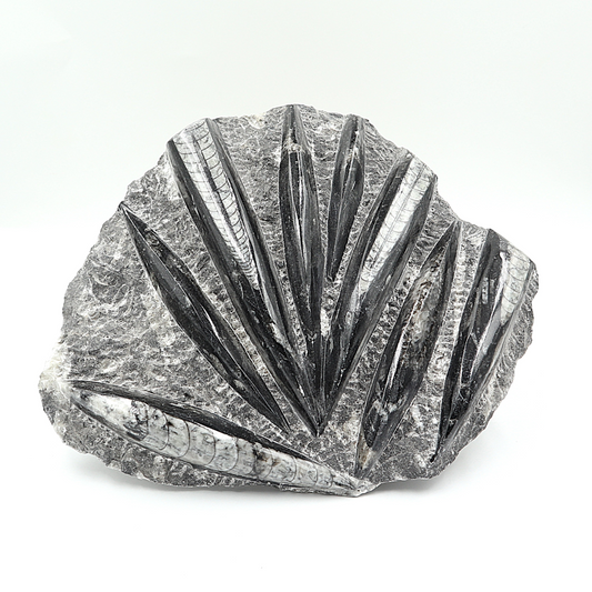 Orthoceras fossielenplaat