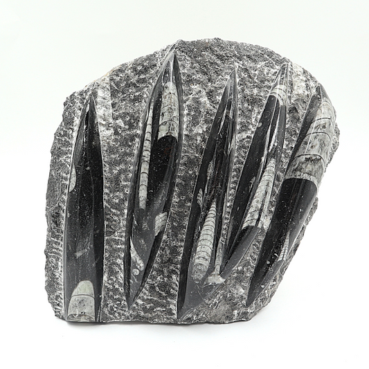 Orthoceras fossielenplaat